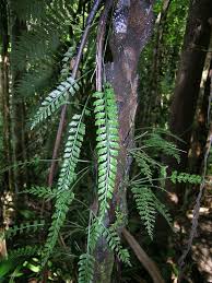 Image result for Asplenium barteri