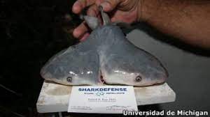 We did not find results for: Descubren El Primer Tiburon Toro De Dos Cabezas Bbc News Mundo
