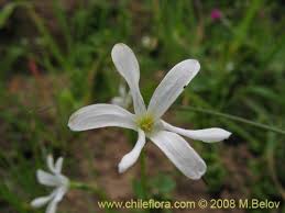 Image result for Tecophilaeaceae