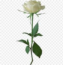 Pikbest has 148039 white rose design images templates for free download. Download White Rose Transparent Png Images Background Toppng