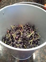 Government agencies cdc cia dea epa fbi fcc fda fema irs nsa tsa usda Eating Aronia Berries And Making Aronia Jelly
