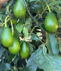 Image result for Persea americana