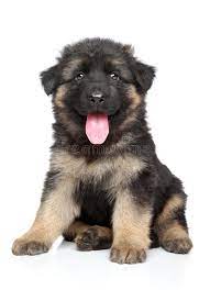 Your german shepherd puppy is very healthy. German Shepherd Puppy Stock Image Image Of White Furry 34087815