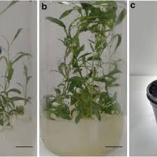 Unit comes with a built in 120v outlet to. Pdf Goji Berry Lycium Barbarum L In Vitro Multiplication Improved By Light Emitting Diodes Leds And 6 Benzylaminopurine