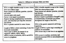 Difference Between Dna And Rna