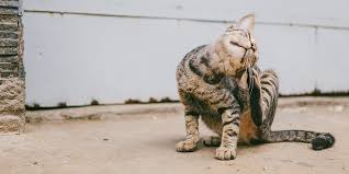 Sometimes a cat eye infection is fairly obvious. Itchy Cat When It Is Not Fleas International Cat Care