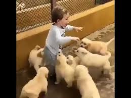 mutluluk kimine gore ekmek bazen bir cicek belki yavru kopek cats d 2020 yavru kopek cats kopek