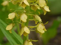 Image result for Eulophia arenicola