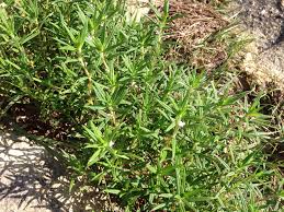 Image result for Hexasepalum sarmentosum