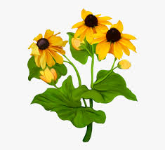 Shop for blackeyed susans art from the world's greatest living artists. Transparent Black Eyed Susan Png Black Eyed Susan Flowers Clipart Png Download Transparent Png Image Pngitem