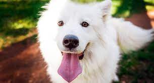 Look at pictures of samoyed puppies who need a home. Samoyed Dog Breed Information Center The White Wolf Guide