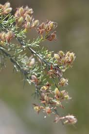 Image result for Balthasaria schliebenii