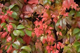 Image result for Parthenocissus quinquefolia