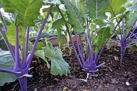 The plants grow faster and become ready for but you should not wait too long for harvesting, because the aged kohlrabi will be too tough and will not taste good. Kohlrabi Plant Spacing Tips On Spacing Kohlrabi Plants In The Garden