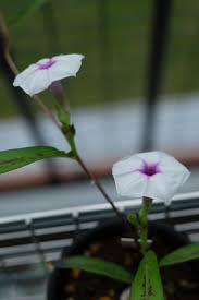 Image result for Ipomoea lapathifolia