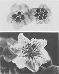 Image result for Streptocarpus solenanthus