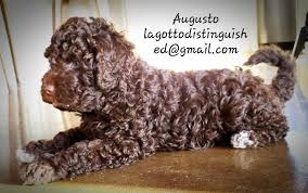 I breed a litter of puppies with the goal of superior temperament, health and classic italian characteristics. Ckc Registered Lagotto Romagnolo Puppies Dogs Puppies For Rehoming Parksville Qualicum Beach Ohmy