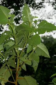 Image result for Croton triqueter