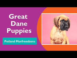 Find out about the great dane here. Uhq2cbxck6kjcm