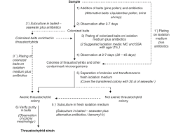 Flow Chart Of Basic Solid Lines And Alternative Dashed