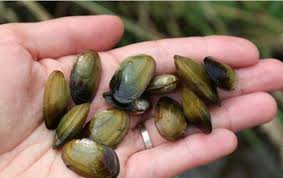 Design & fashion in moscow, russia. Sciency Thoughts Margaritifera Margaritifera Unio Crassus The Conservation Status Of Two Endangered Freshwater Mussel Species In Bavaria Germany