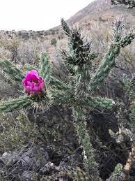 These are necessary pieces of equipment for your physical and mental health that. 5 Facts About Walking Stick Cholla Explore Texas