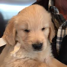 They are 10 weeks old, vet checked, dewormed and have all vet records up to date. Paradox Puppies Mellano S Golden Retrievers Posts Facebook