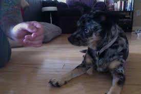 We would like to dedicate and share this simple video to all our beloved patients and clients #veterinarymedicine #beautiful #veterinarian #happyday #catlovers #doglovers #reptilelover. H1ikwjskjywemm