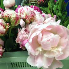 4532 elvis presley blvd memphis, tn. Pianos Flowers Gifts Inc