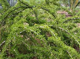 Image result for Coddia rudis