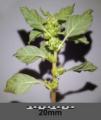 Image result for Amaranthus graecizans