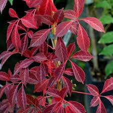 We did not find results for: Climbing Plants Clarenbridge Garden Centre