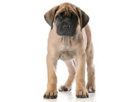 Spanish mastiff puppy prices start at about $1,000 and go up to $1,500. How Much Is A Mastiff Puppy Adult Dog With Calculator Petbudget