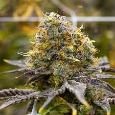 Gelato strain aromas and tastes. Gelato Cannabis Strains Thc Design Cannabis Cultivator In Ca