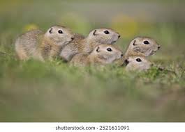 Close-up Group Young Richardsons Ground Squirrels Stock Photo 2521611091
