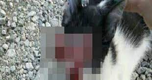 henuz 17 yasindaki sude andas in bir kediye yaptigi iskence sosyal medyayi salladi turcel orman kedi ormanlar hayat