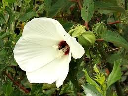Azurri rose of sharon tropical hibiscus plant malvaceae rose mallow ship fast. Swamp Rose Mallow Wild Cotton Hibiscus Mocheutos L Subsp Moscheutos Plant Leaves Hibiscus Plants