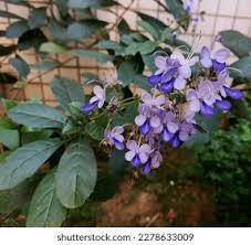 Image result for Rotheca wildii