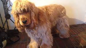 Coat on the head is short and fine. Cocker Spaniel Gets A Haircut Youtube