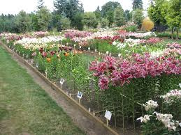 Maybe you would like to learn more about one of these? Types Of Lilies Lily Classifications Descriptions Of Lilies