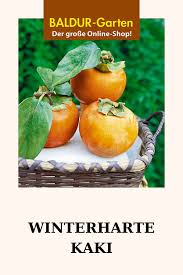 Winterharte Kaki 1a Qualitat Online Kaufen Baldur Garten In 2020 Kakibaum Winterhart Fruchte