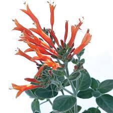 Image result for Dicliptera