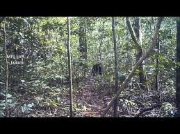 Local hunters speak of massive creatures that seem to be some sort of hybrid between a chimp and a gorilla. Legendary Giant Chimps Known As Lion Killers Feast On Big Cats And Walk Upright