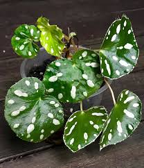 Plantfiles Pictures Begonia Begonia Jiewhoei By Kell Big Leaf Plants Ornamental Plants Understory Plants