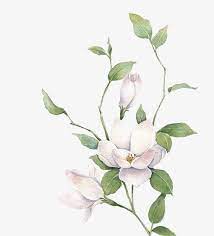 White Flowers Png And Psd Botanicheskie Illyustracii Cvetochnye Kartiny Illyustracii