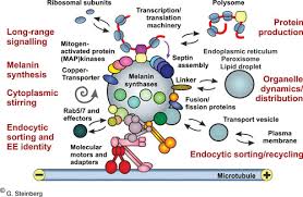 Which organelles are labeled g. Cell Biology Of Hyphal Growth Microbiology Spectrum