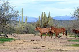 Salt River Wild Horses And How To See Them Phelps Laclair