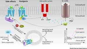 Designing Safer Analgesics Via M Opioid Receptor Pathways Trends In Pharmacological Sciences