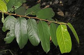 Image result for Drypetes