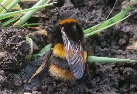 Bumble bees vs honey bees: Bumble Bee Nests Blog